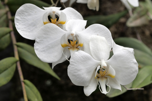 Phalaenopsis