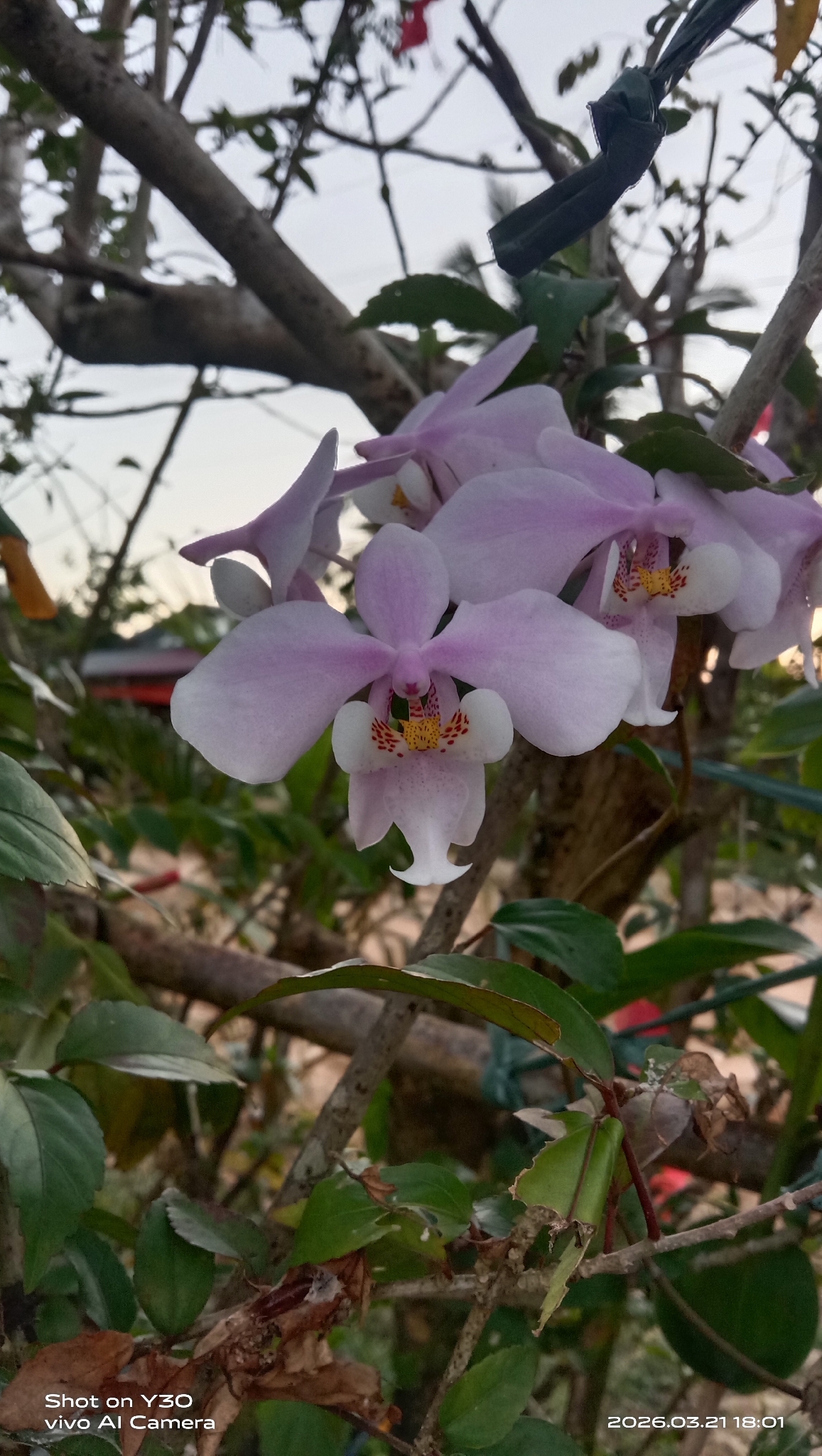 Phalaenopsis schilleriana