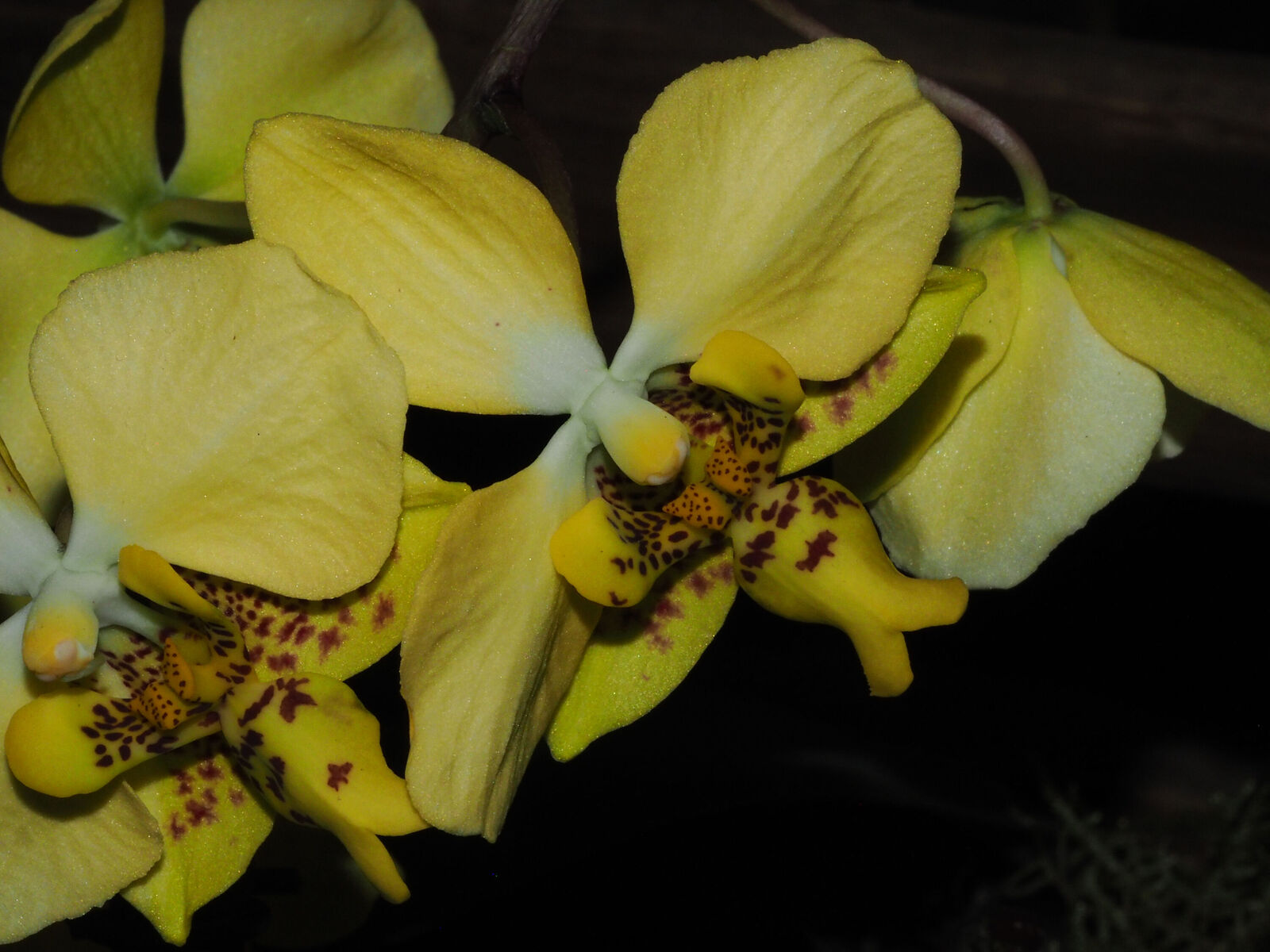 Phalaenopsis stuartiana