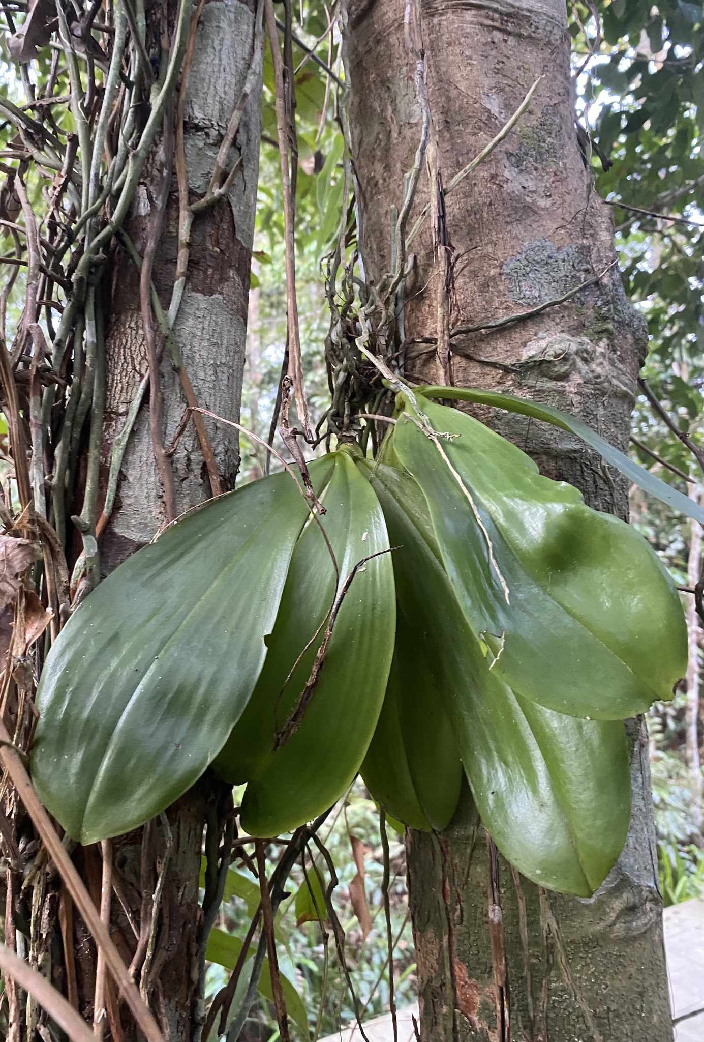 Phalaenopsis violacea