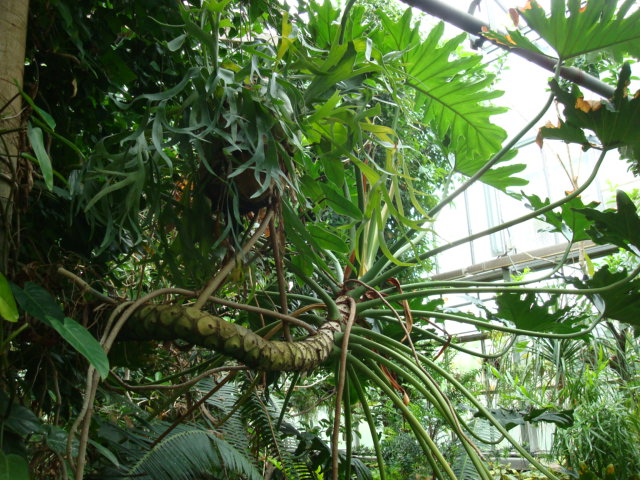 Philodendron bipinnatifidum