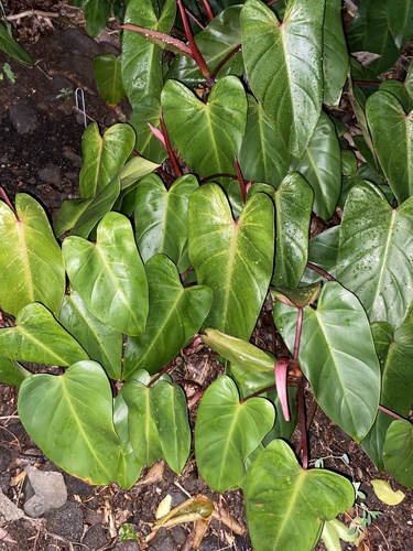 Philodendron erubescens