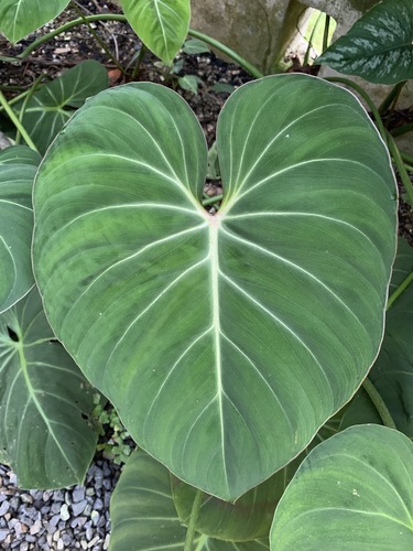 Philodendron gloriosum