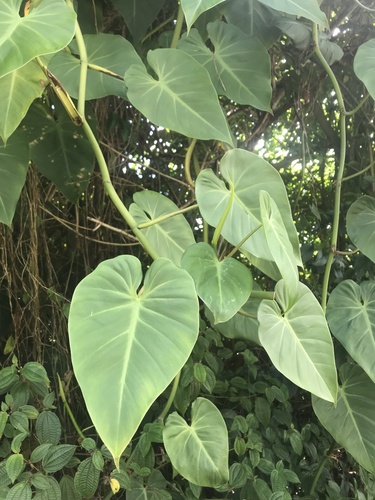 Philodendron hederaceum
