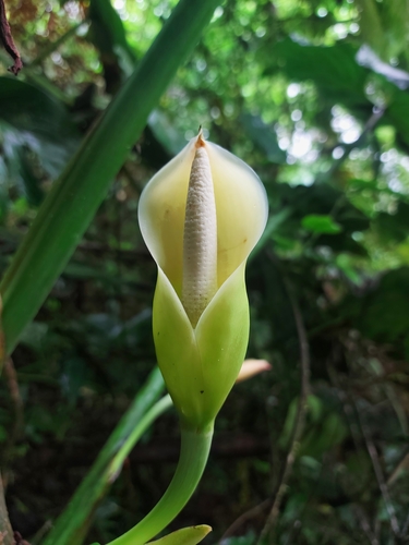 Philodendron