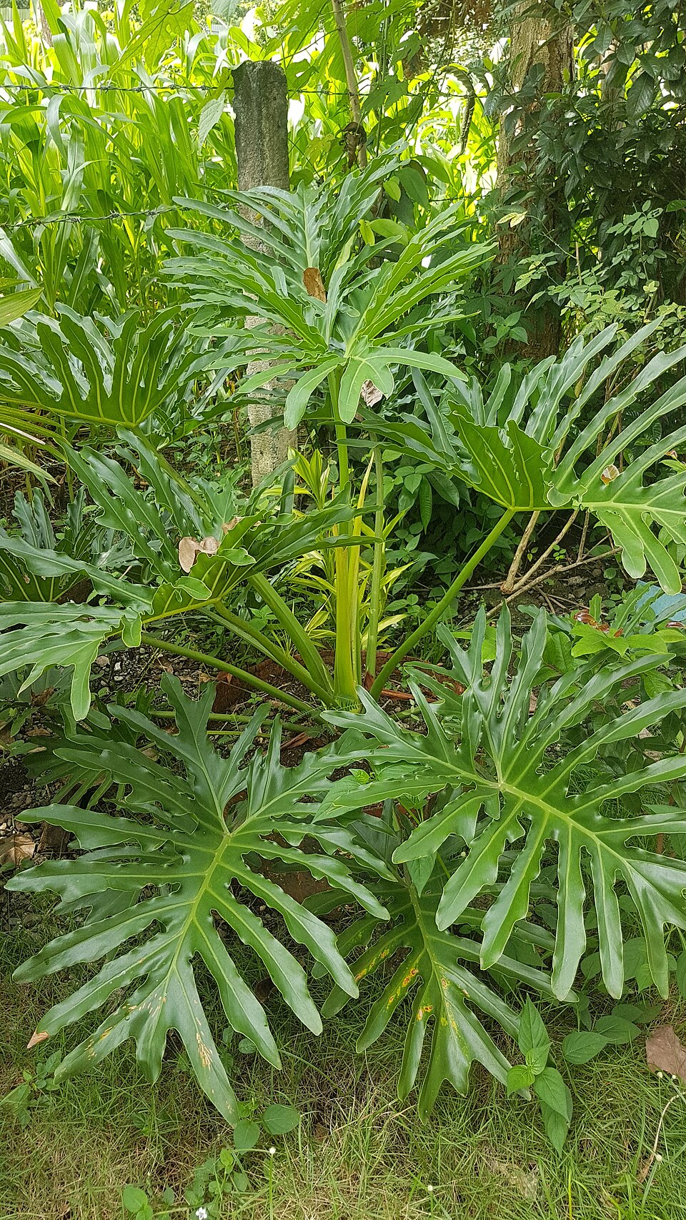 Philodendron selloum