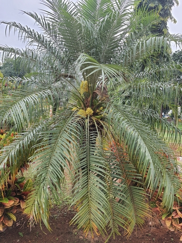 Phoenix roebelenii
