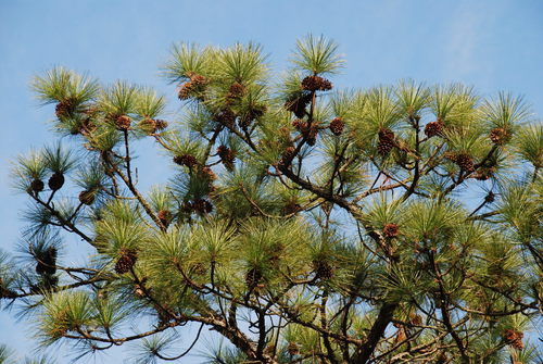 Pinus