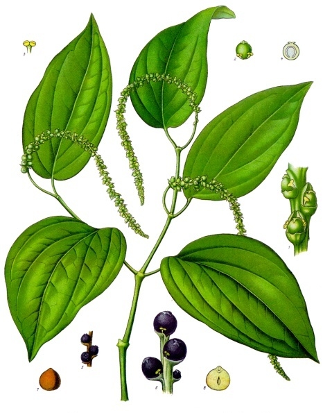 Piperaceae