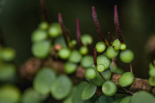 Piperales