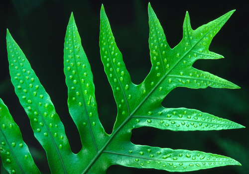 Polypodiaceae