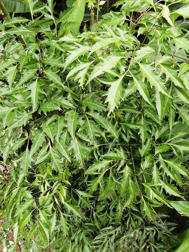 Polyscias fruticosa