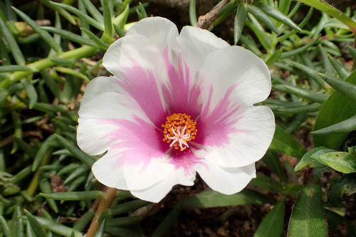 Portulaca grandiflora