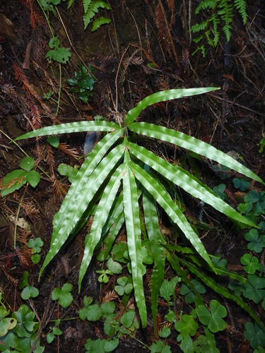 Pteris cretica