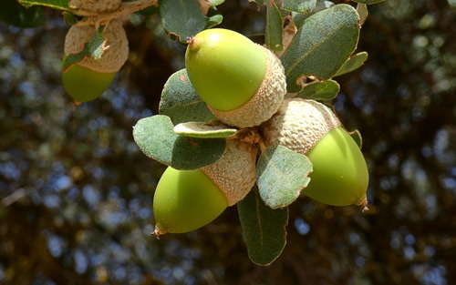 Quercus