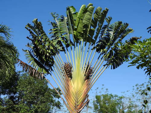Ravenala madagascariensis