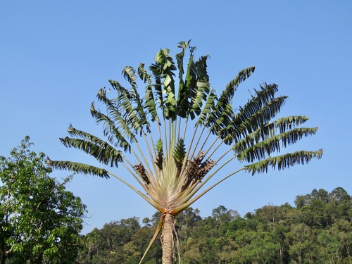 Ravenala