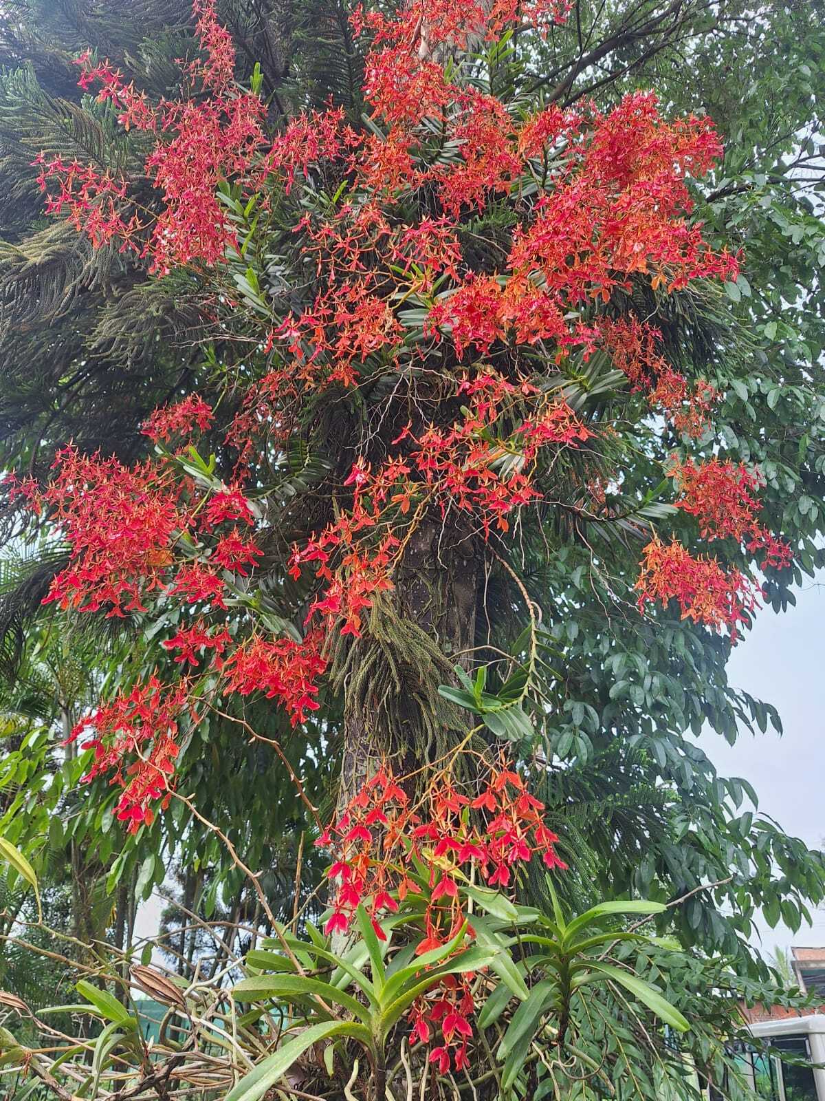 Renanthera Tom Thumb