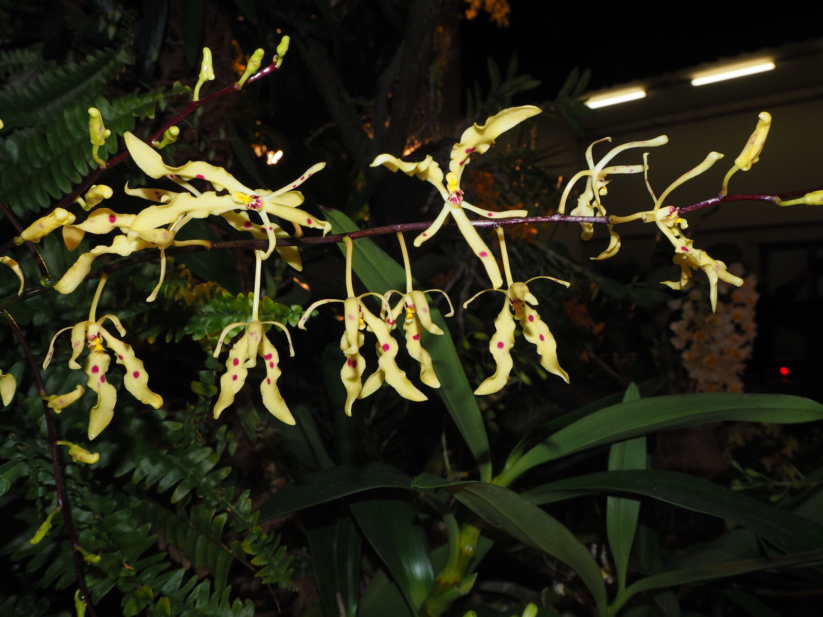 Renanthera citrina