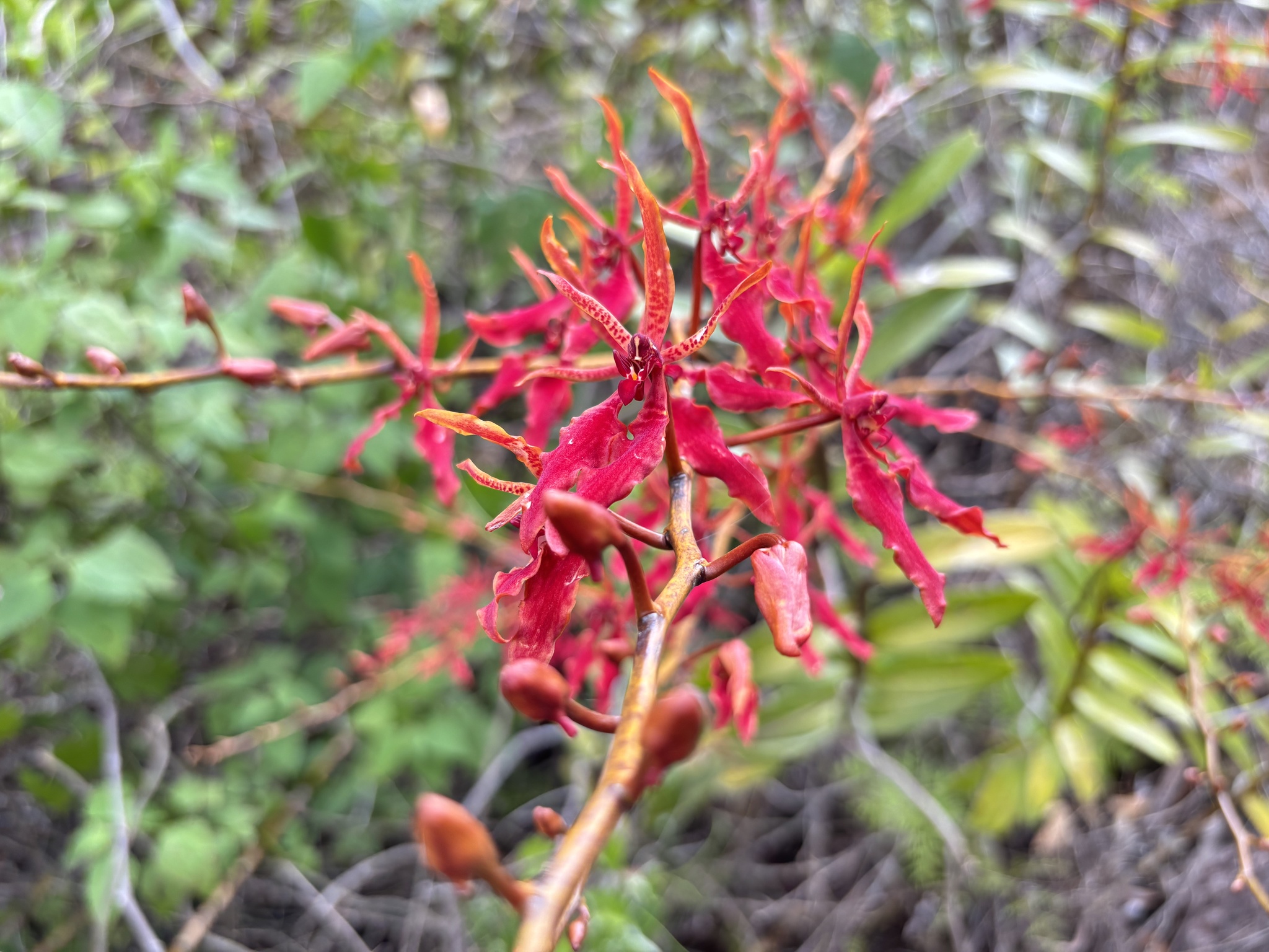 Renanthera coccinea