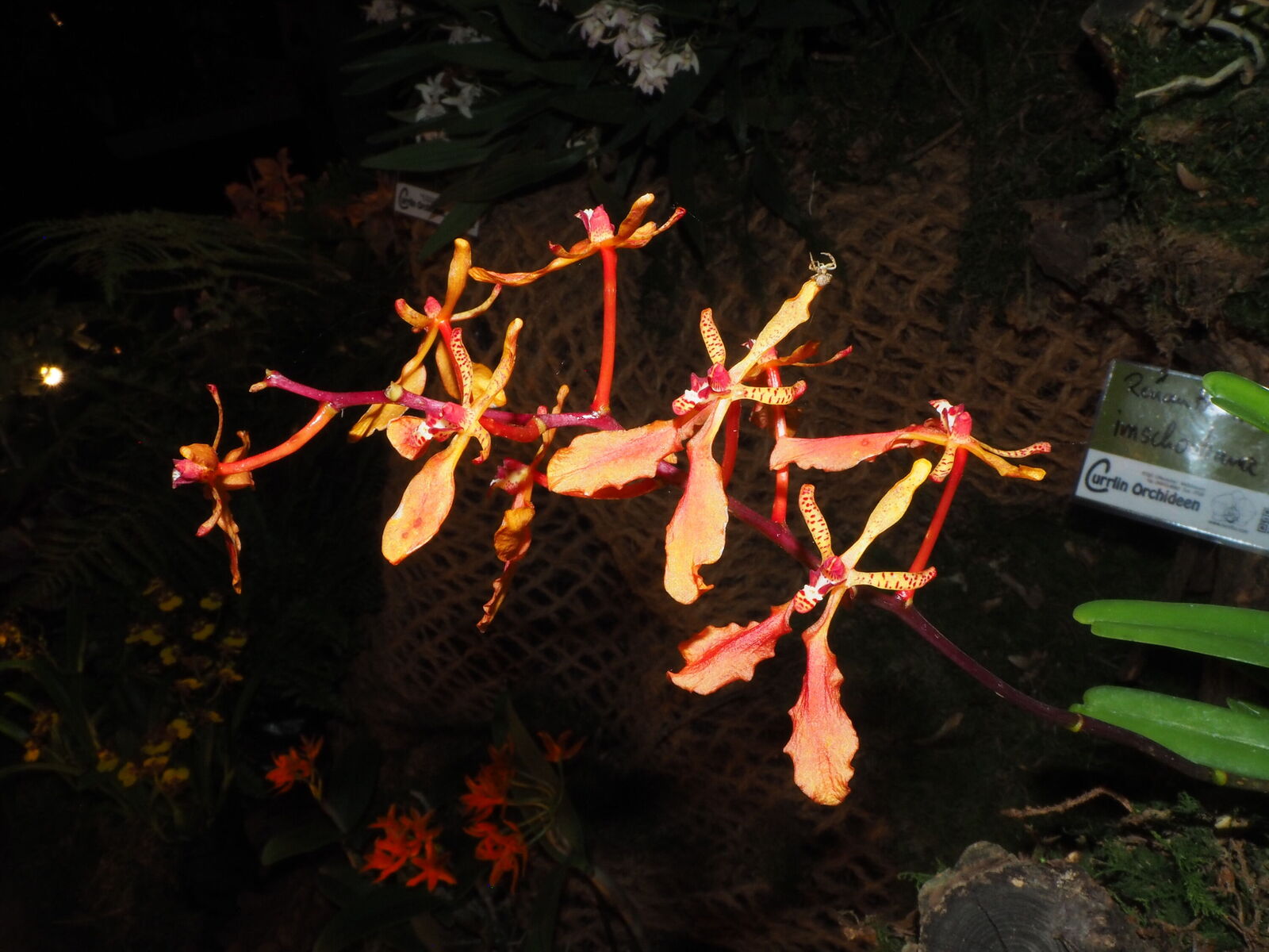 Renanthera imschootiana