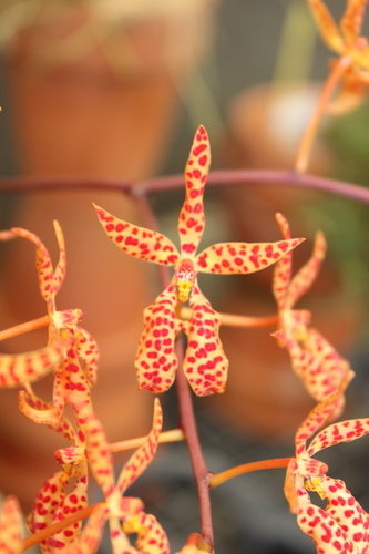 Renanthera monachica