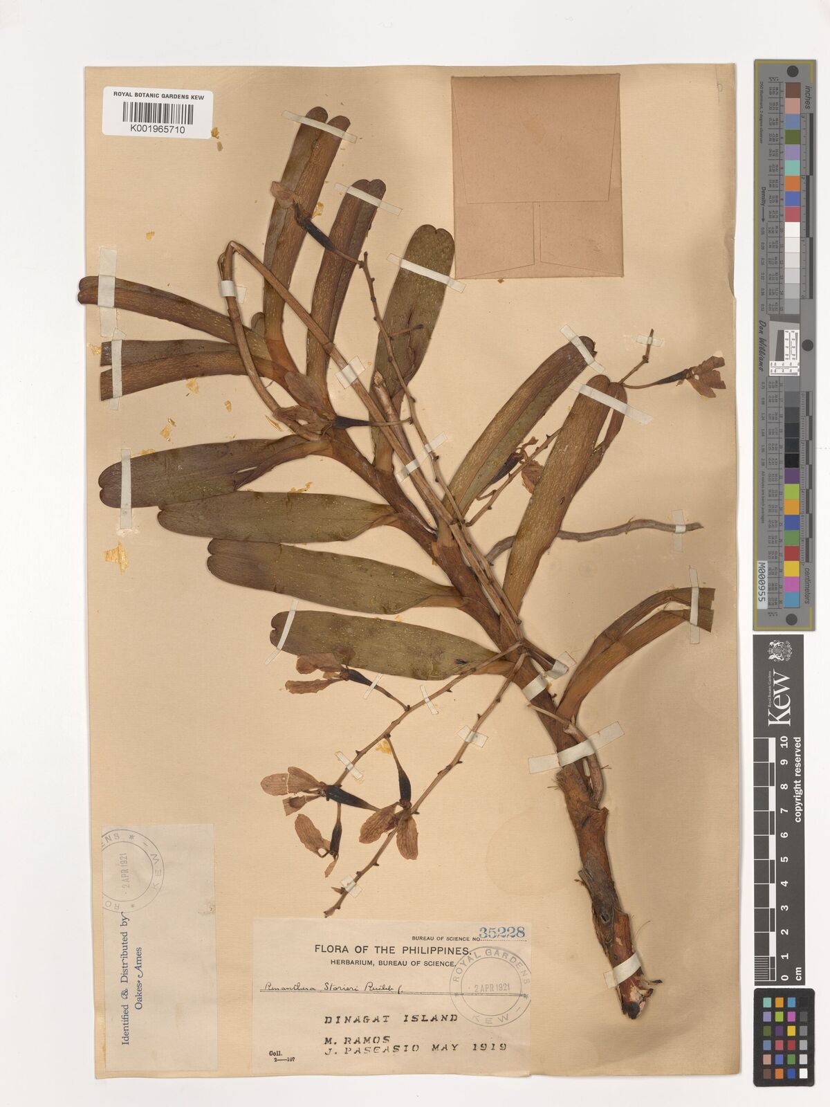 Renanthera storiei