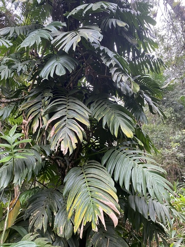 Rhaphidophora decursiva