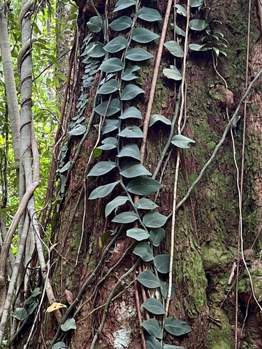 Rhaphidophora hayi