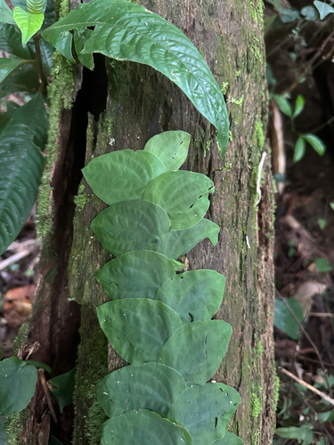 Rhaphidophora korthalsii