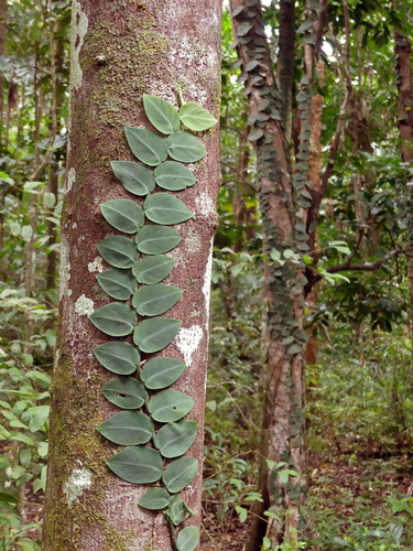 Rhaphidophora