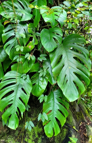Rhaphidophora pertusa