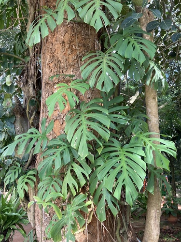 Rhaphidophora tetrasperma