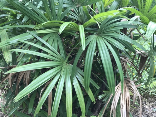 Rhapis excelsa