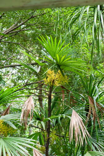 Rhapis