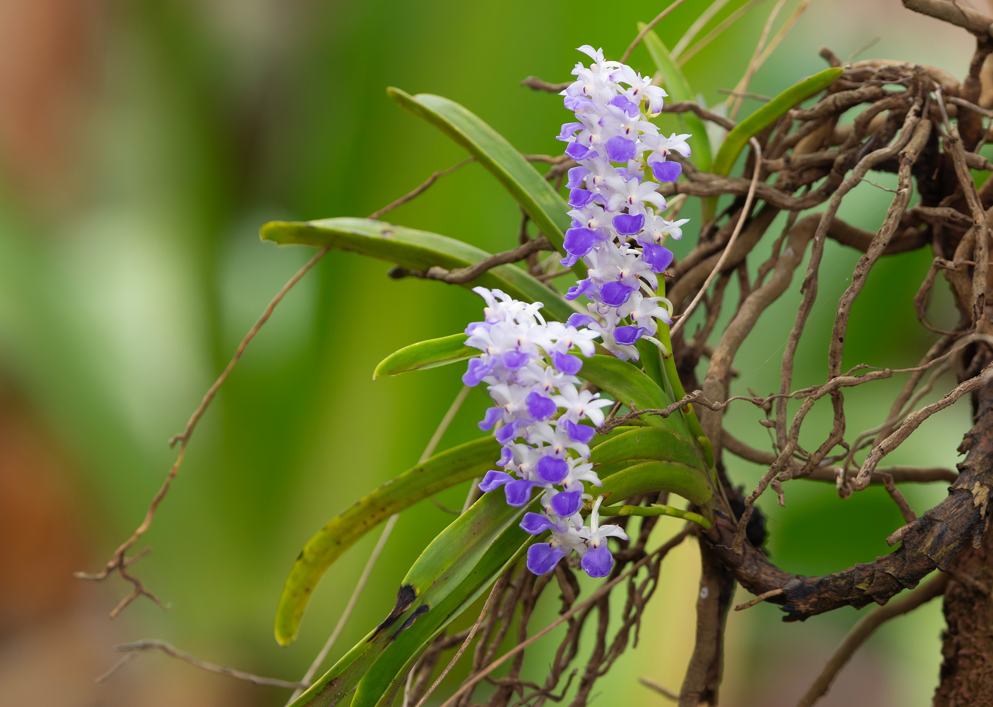 Rhynchostylis coelestis