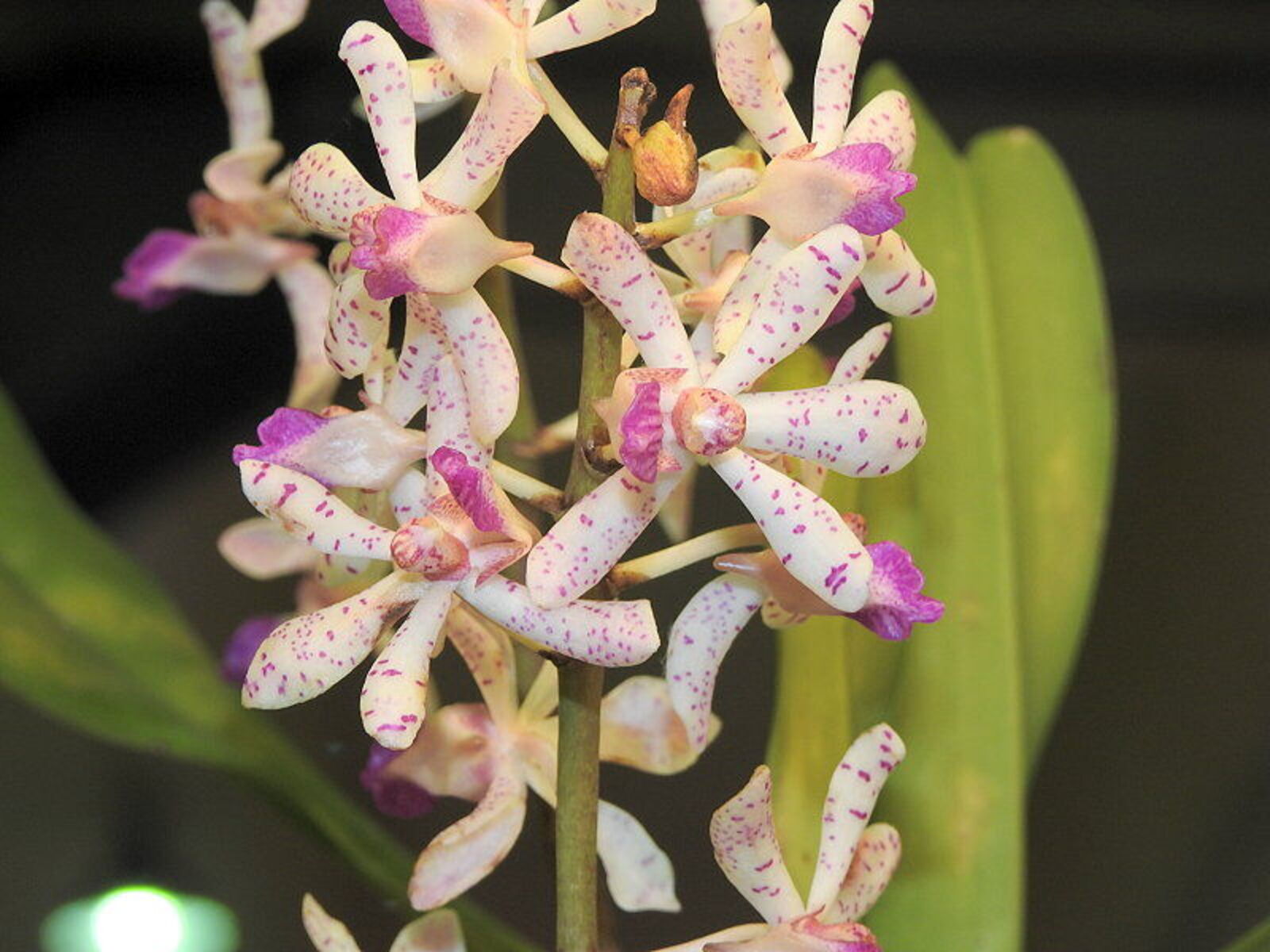 Rhynchostylis gigantea