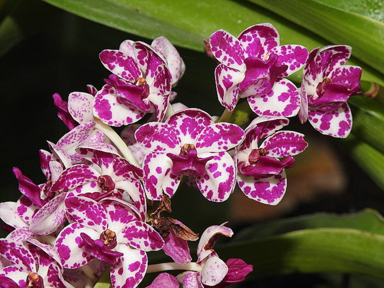Rhynchostylis