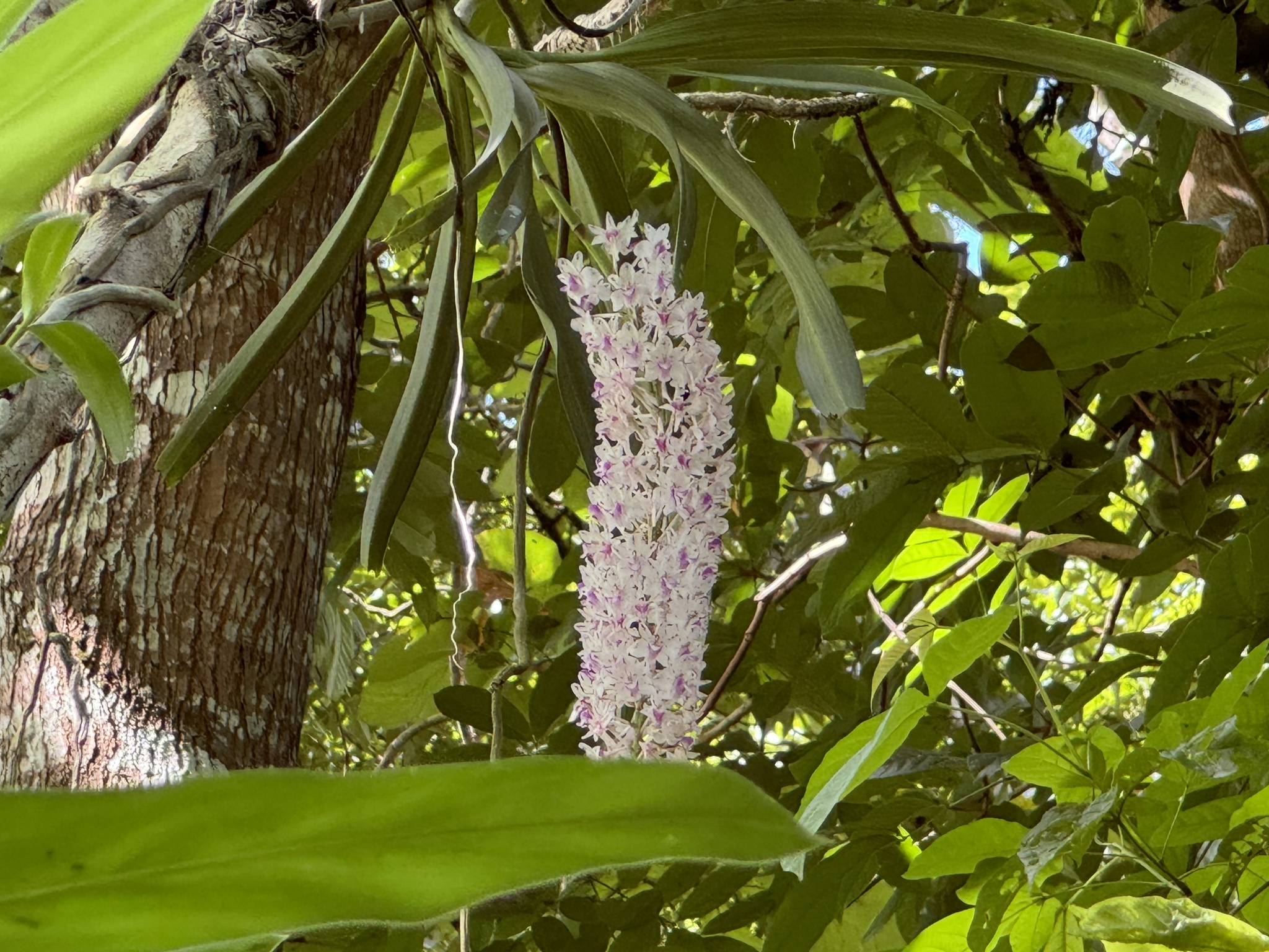 Rhynchostylis retusa