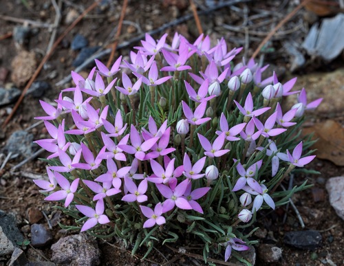 Rubiaceae