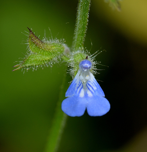 Salvia