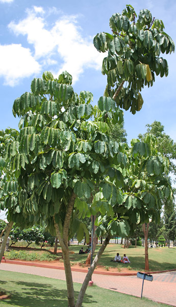 Schefflera actinophylla