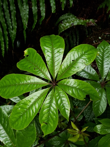 Schefflera