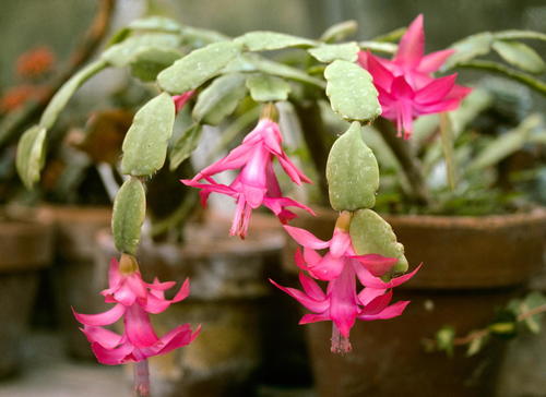 Schlumbergera