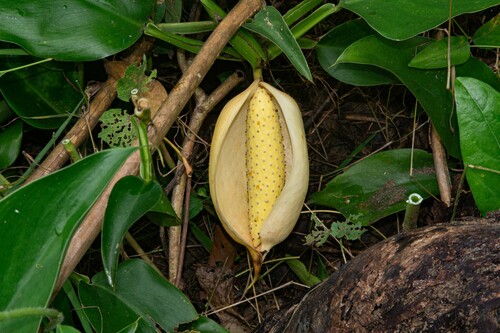 Scindapsus officinalis