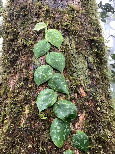 Scindapsus