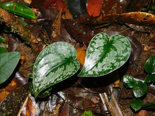 Scindapsus pictus