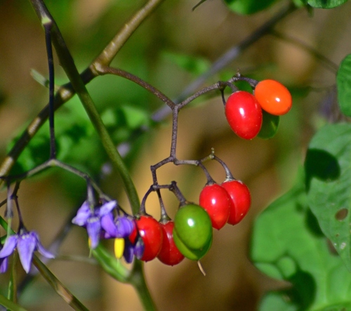 Solanaceae