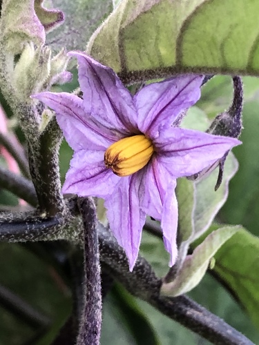 Solanum melongena
