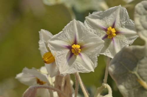 Solanum